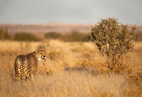 Memories Of Africa Black Ornate Wood Framed Art Print with Double Matting by Wiener, Iris