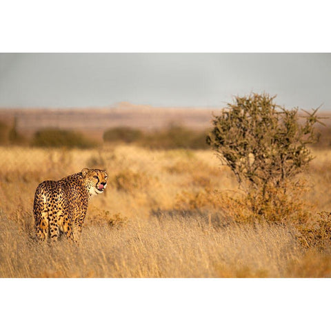 Memories Of Africa Black Modern Wood Framed Art Print by Wiener, Iris