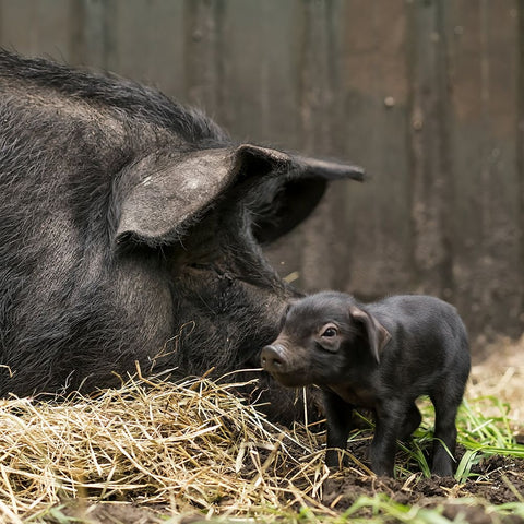 Tiny Black Ornate Wood Framed Art Print with Double Matting by Van Den, Gert
