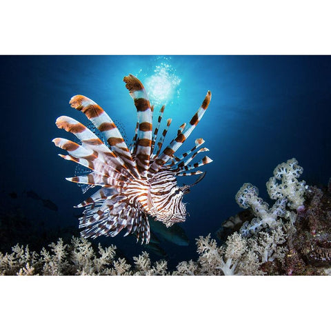 Lionfish Black Modern Wood Framed Art Print by Peneau, Cedric