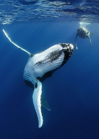 free hugs ! Black Ornate Wood Framed Art Print with Double Matting by Peneau, Cedric