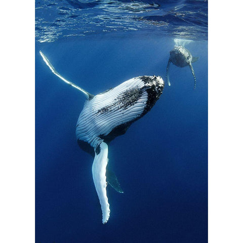 free hugs ! White Modern Wood Framed Art Print by Peneau, Cedric