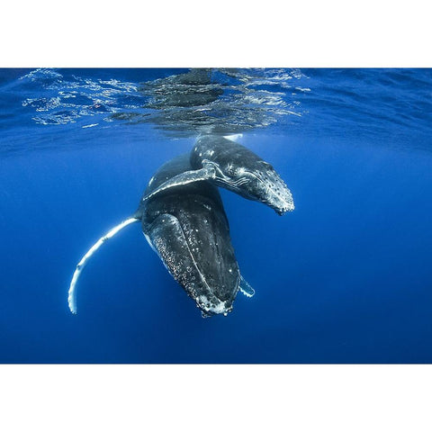 Humpback Whales White Modern Wood Framed Art Print by Peneau, Cedric