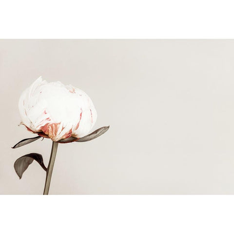 Peony 02 White Modern Wood Framed Art Print by 1x Studio III