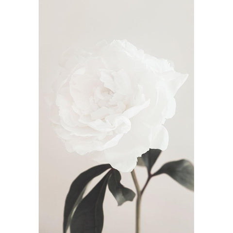 Peony 03 White Modern Wood Framed Art Print by 1x Studio III