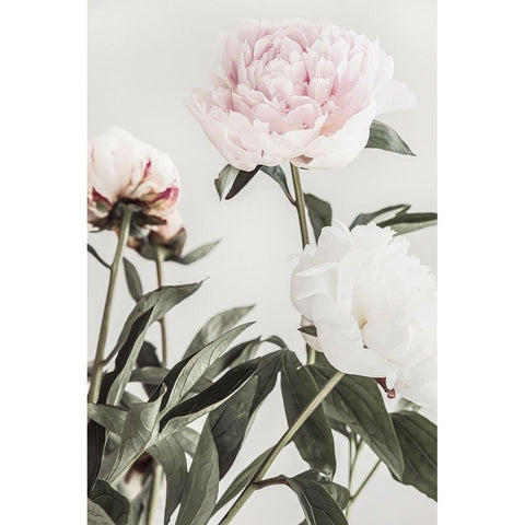 Peony 04 White Modern Wood Framed Art Print by 1x Studio III