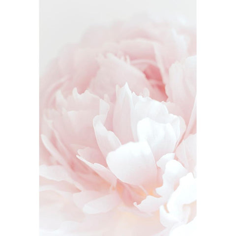 Peony 05 White Modern Wood Framed Art Print by 1x Studio III