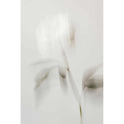 Peony 06 White Modern Wood Framed Art Print by 1x Studio III