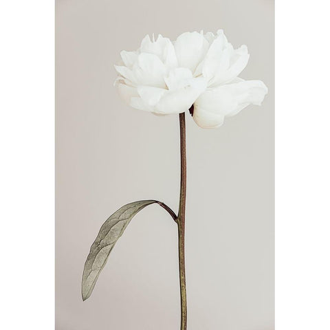 Peony 07 White Modern Wood Framed Art Print by 1X Studio III