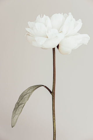 Peony 07 White Modern Wood Framed Art Print with Double Matting by 1X Studio III