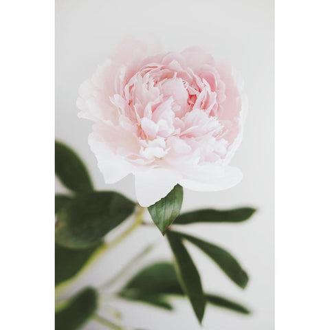 Peony 10 White Modern Wood Framed Art Print by 1x Studio III