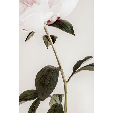 Peony 09 White Modern Wood Framed Art Print by 1x Studio III