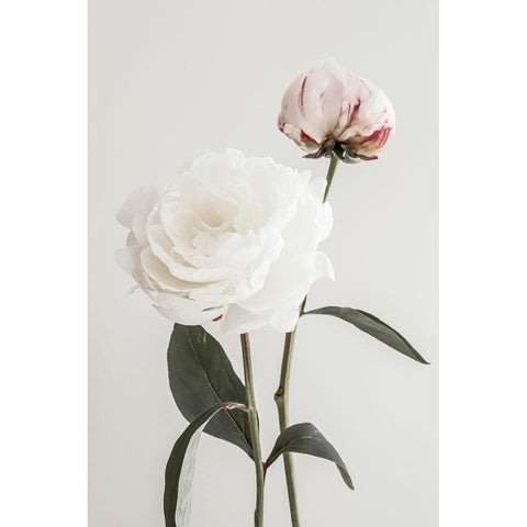 Peony 12 White Modern Wood Framed Art Print by 1x Studio III