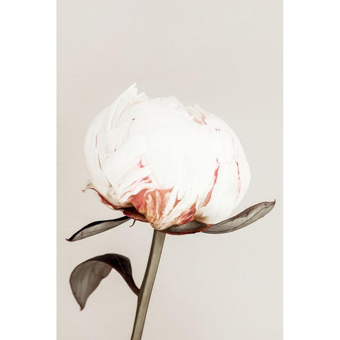 Peony 13 White Modern Wood Framed Art Print by 1x Studio III