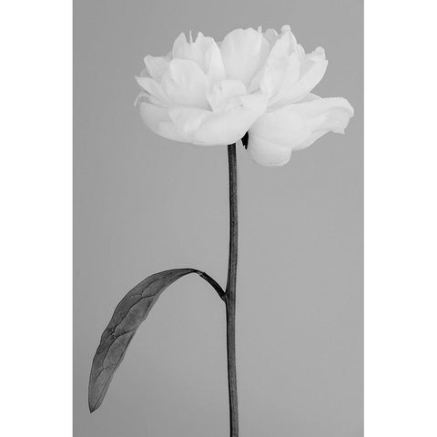 Peony 14 White Modern Wood Framed Art Print by 1x Studio III