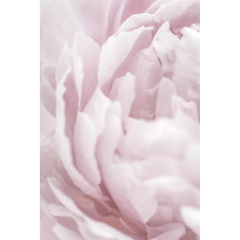 Peony 15 White Modern Wood Framed Art Print by 1x Studio III