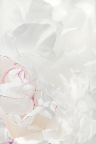 Peony 21 White Modern Wood Framed Art Print with Double Matting by 1x Studio III