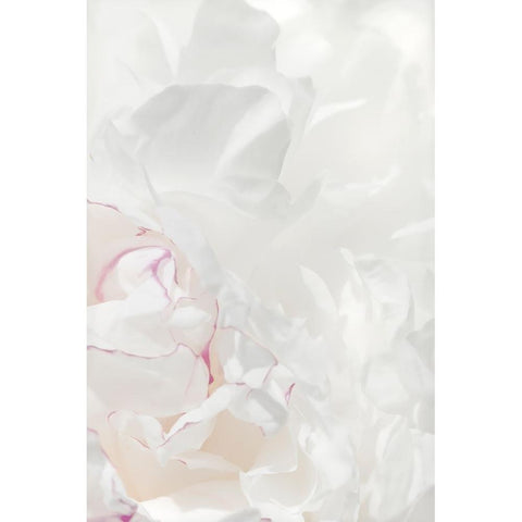 Peony 21 Gold Ornate Wood Framed Art Print with Double Matting by 1x Studio III