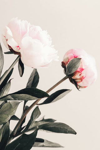 Peony 23 White Modern Wood Framed Art Print with Double Matting by 1x Studio III