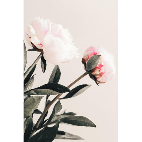 Peony 23 Black Modern Wood Framed Art Print by 1x Studio III