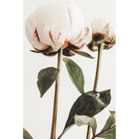 Peony 24 White Modern Wood Framed Art Print by 1x Studio III