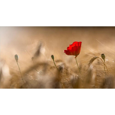 Poppy Black Modern Wood Framed Art Print with Double Matting by Coenders, Chris
