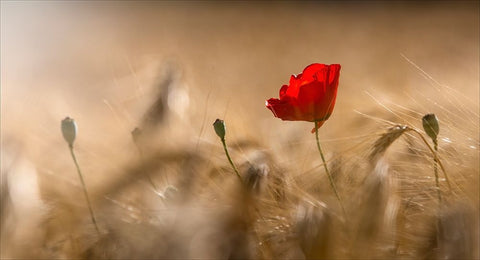 Poppy White Modern Wood Framed Art Print with Double Matting by Coenders, Chris