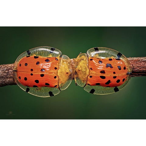 Spotted Tortoise Beetle Gold Ornate Wood Framed Art Print with Double Matting by Ghosh, Indranil