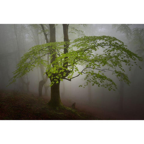 Green Leaves. Black Modern Wood Framed Art Print by Uranga, Pedro