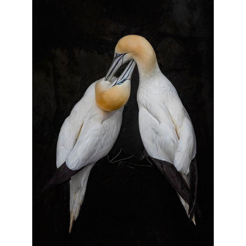 Intimate Lover Black Modern Wood Framed Art Print with Double Matting by Fu, Molly