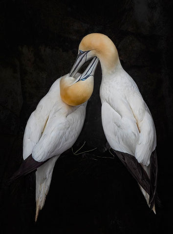 Intimate Lover Black Ornate Wood Framed Art Print with Double Matting by Fu, Molly