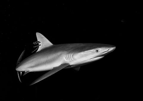 Shark In The Caribbean White Modern Wood Framed Art Print with Double Matting by Ichinoseki, Sayaka