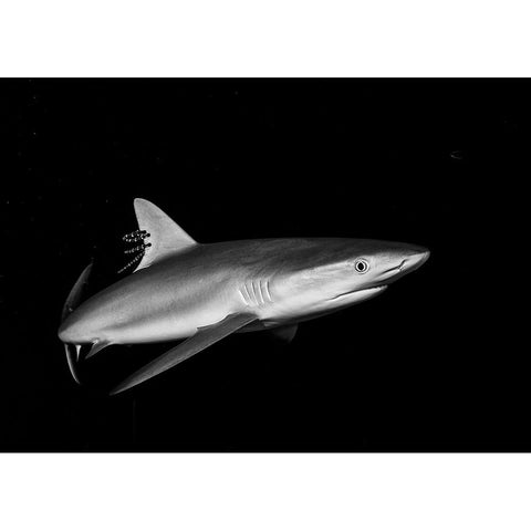 Shark In The Caribbean Gold Ornate Wood Framed Art Print with Double Matting by Ichinoseki, Sayaka