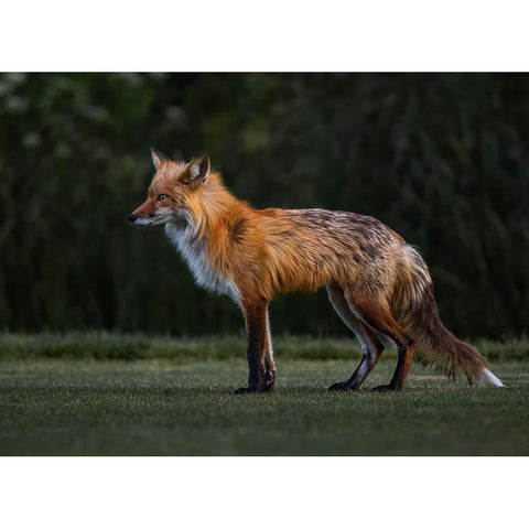 You Caught My Eyes Gold Ornate Wood Framed Art Print with Double Matting by Tseng, Judy