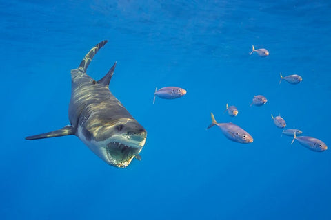 Chase With The Great White White Modern Wood Framed Art Print with Double Matting by Rebro, Marcel