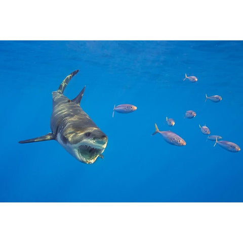 Chase With The Great White Black Modern Wood Framed Art Print with Double Matting by Rebro, Marcel