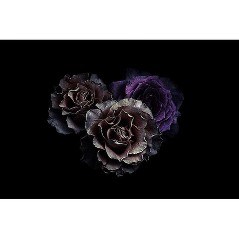 Roses White Modern Wood Framed Art Print by Julie, Angel