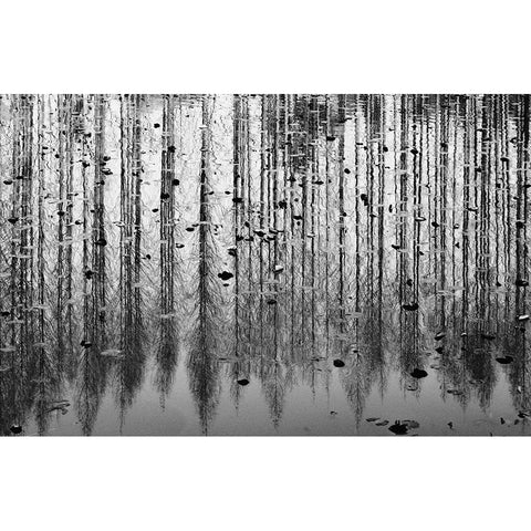 tall reflection Black Modern Wood Framed Art Print with Double Matting by Kim, Youngil