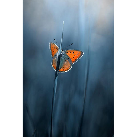 shy butterfly Gold Ornate Wood Framed Art Print with Double Matting by Kazun, Andrii