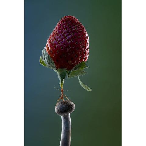 Mighty Ant Lift-Up A Strawberry White Modern Wood Framed Art Print by Suhardjo, Lisdiyanto