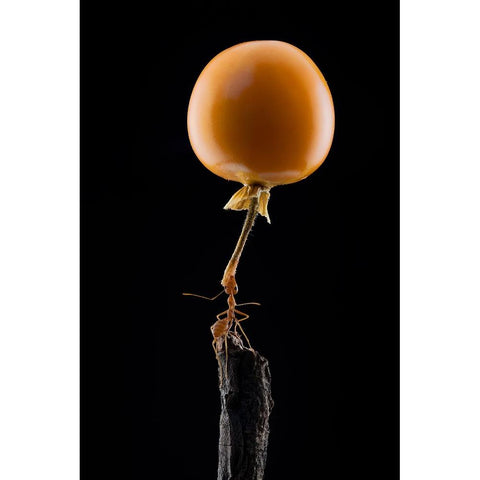 Mighty Ant Lift-Up A Tomato Black Modern Wood Framed Art Print by Suhardjo, Lisdiyanto