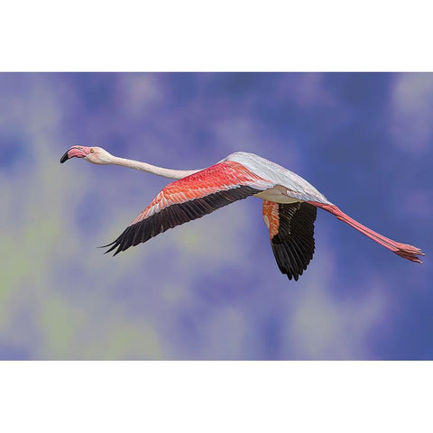 Freedom Gold Ornate Wood Framed Art Print with Double Matting by Eman Elghazzawy, Dr.