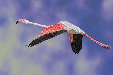 Freedom White Modern Wood Framed Art Print with Double Matting by Eman Elghazzawy, Dr.