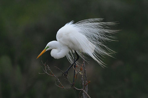 Morning Black Ornate Wood Framed Art Print with Double Matting by Wan, Anna