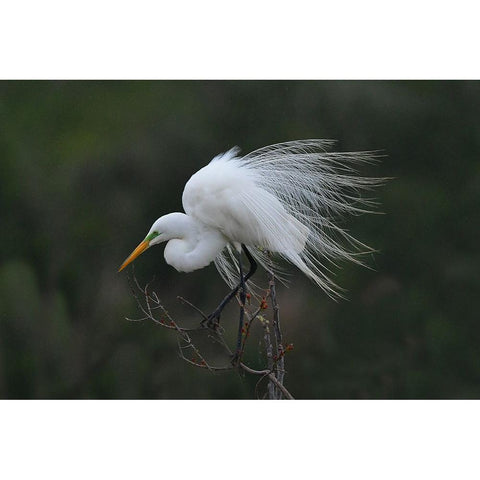 Morning White Modern Wood Framed Art Print by Wan, Anna