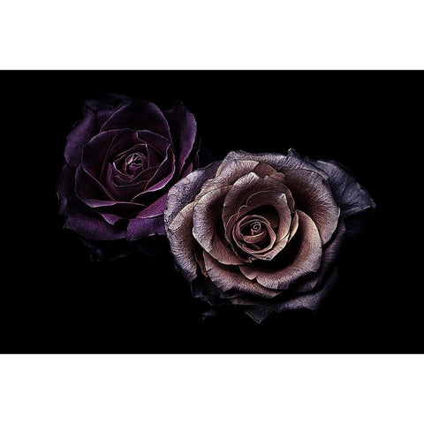 Roses Black Modern Wood Framed Art Print with Double Matting by Julie, Angel