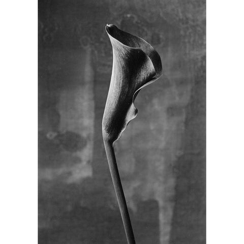 Flower_3 White Modern Wood Framed Art Print by Mori, Kenji