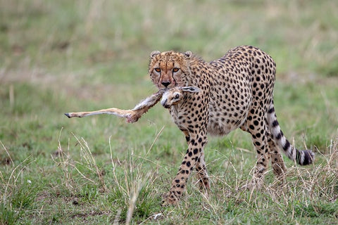 One Leg Black Ornate Wood Framed Art Print with Double Matting by Catta, Alessandro