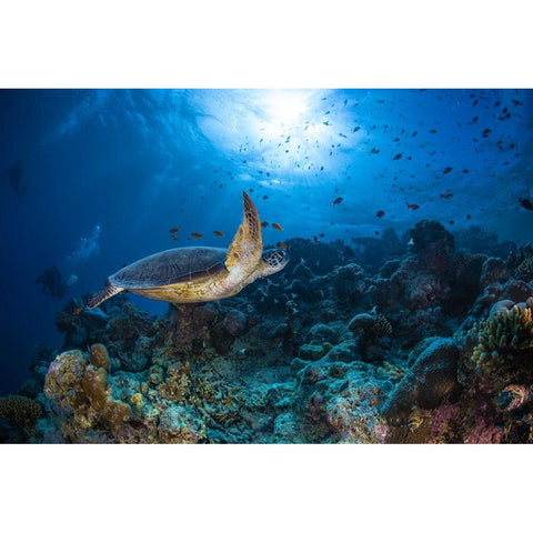 Sunlight And Green Turtle White Modern Wood Framed Art Print by Gabriel, Barathieu