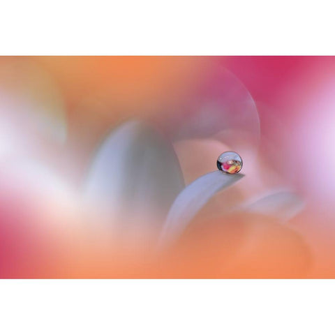 The Sound Of Innocence...III White Modern Wood Framed Art Print by Nan, Juliana